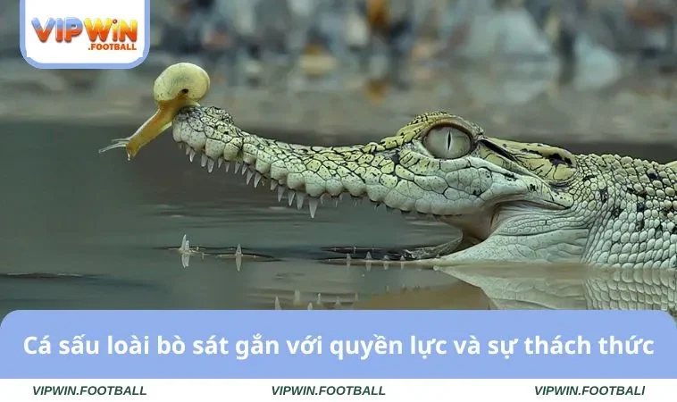 Cá sấu loài bò sát gắn với quyền lực và sự thách thức