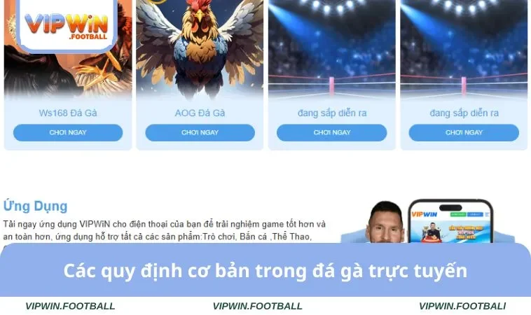 Các quy định cơ bản trong đá gà trực tuyến