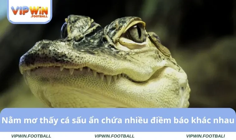 Nằm mơ thấy cá sấu ẩn chứa nhiều điềm báo khác nhau